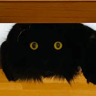 まっくろくろすけすぎるネコ　　カジハラさん