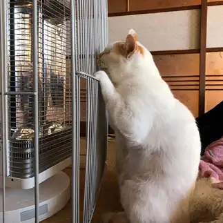 ストーブにくっつきすぎるネコ　　雪わたりさん