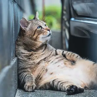 酔っ払いのおっさんすぎるネコ　　nyansphotoさん