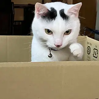 話題の招き猫になれるように隠れて練習しすぎるネコ　　ゆずさん