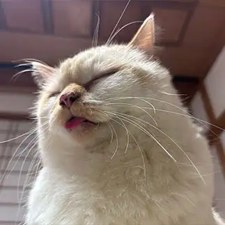 ねむすぎるネコ　　にゃーさん