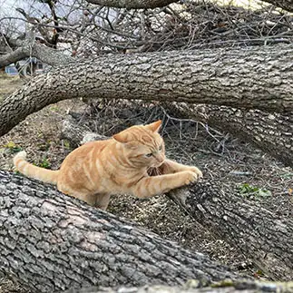 カンナ掛けがプロ級すぎるネコ　　トラのハナさん
