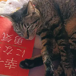 幸せすぎるネコ　　渡邉　淳永さん