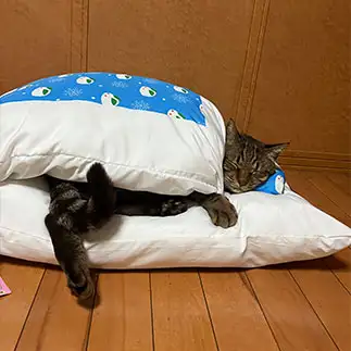 冬は寒くて布団からでれなすぎるネコ　　原口比奈さん