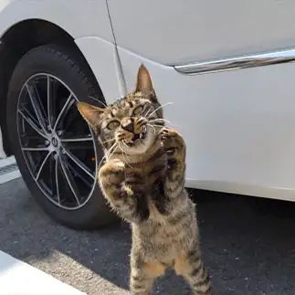 やんのかすぎるネコ　　うりねこさん