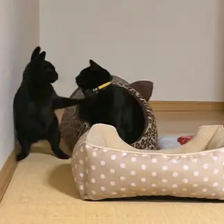 うさぎすぎるネコ　　福と華さん