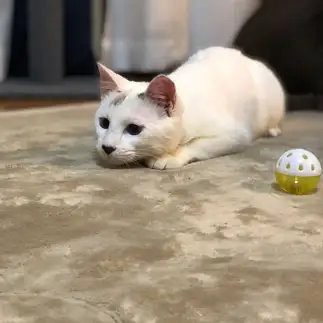 ほふくぜんしんすぎるネコ　　フォンデュさん