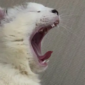 大あくびすぎるネコ　　フォンデュさん