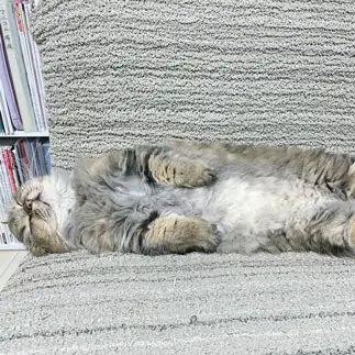 きおつけ！すぎるネコ　　ゆちさん