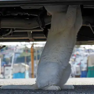 自動車修理工すぎるネコ　　ねこぬまかくさん