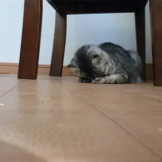 落ち込みすぎるネコ　　にのみやさん