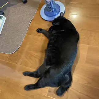 巨体すぎるネコ　　ゆうさん