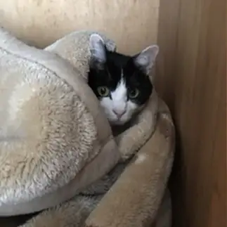 え！誰？居ないって言って！怯えすぎるネコ　　むっちゃんさん