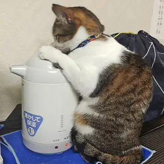 室内が寒いアピールが露骨すぎるネコ　　おいにゃんさん