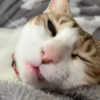 遊びたいけど眠すぎるネコ　　とこさん