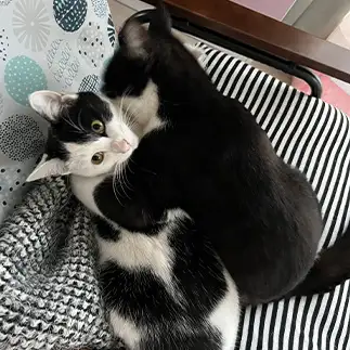 子猫への愛が深くて、力が入りすぎるネコ　　みゅうさん