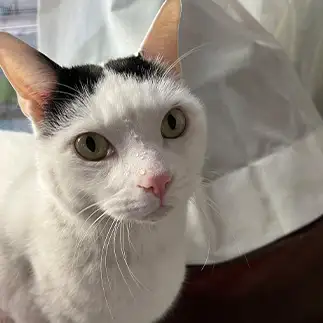 水も滴るいい男すぎるネコ　　みゅうさん