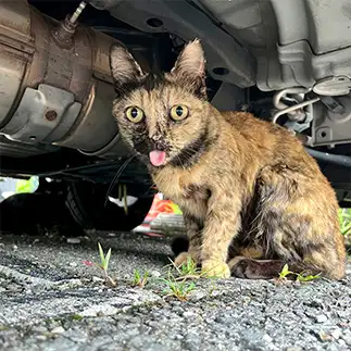 眼を見開きすぎるネコ　　まさつさん