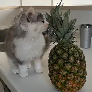 パイナップル体型すぎるネコ　　こまさんさん