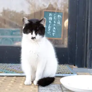 待ちぼうけすぎるネコ　　keikaさん