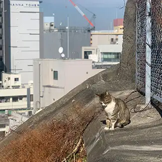 崖っぷちすぎるネコ　　あすさん