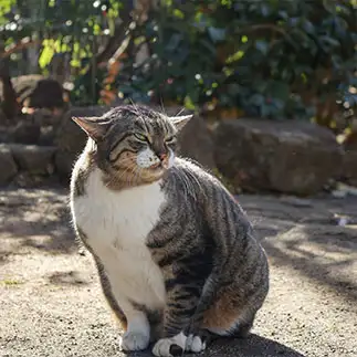 ヨーダすぎるネコ　　しおんさん