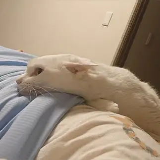 ネコにみえなすぎるネコ　　きゃもさん