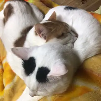 飼い主が喜ぶ形の寝方を知りすぎるネコ　　もも&ゆずさん
