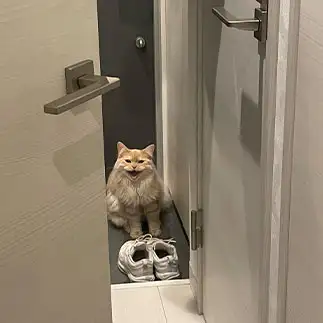 ラスボスすぎるネコ　　あやさん