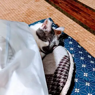 親父化すぎるネコ　　モカさん