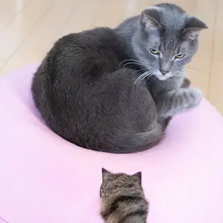 不意打ちすぎるネコ　　ゆずなつさん