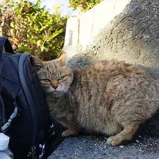 リュックの中身を詮索しすぎるネコ　　服部佳弘さん
