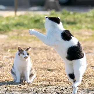 だるまさんがころんだすぎるネコ　　mah//自由猫写真さん