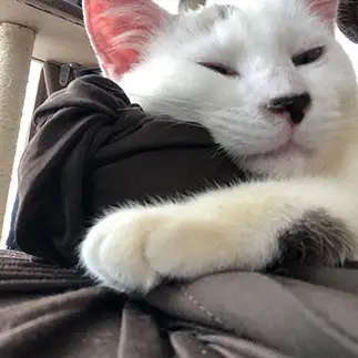 ふて寝すぎるネコ　　フォンデュさん