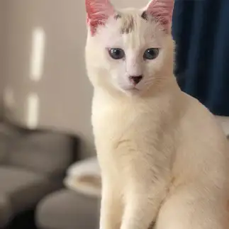 ぎりぎりすみっこに立ちすぎるネコ　　フォンデュさん