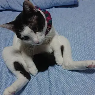 人生について悩みすぎるネコ　　ちーこママさん