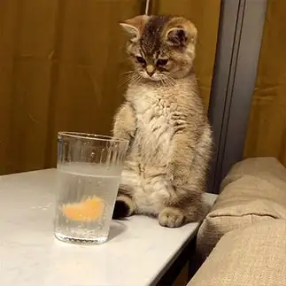 ヘタレすぎるネコ　　えっちゃんさん