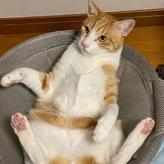 無防備すぎるネコ　　ロックさん