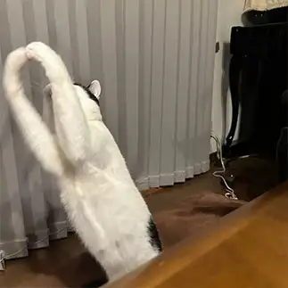 ナイスキャッチ？すぎるネコ　　アオルナ５さん