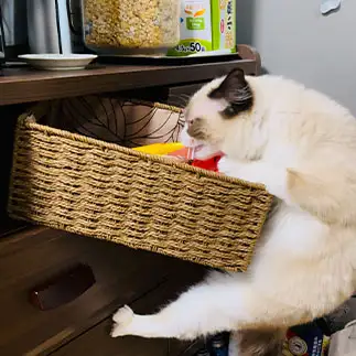 盗猫すぎるネコ　　こまっちゃんママさん