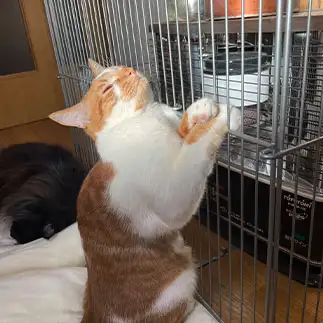 立ち寝が上手すぎるネコ　　カンさん