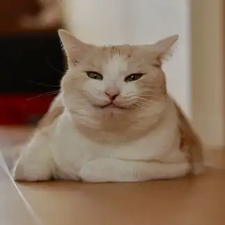 悪人顔すぎるネコ　　クゥちゃんのおかんさん