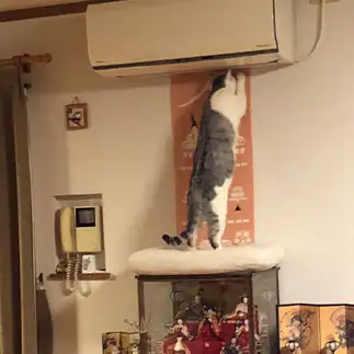 職人すぎるネコ　　あかりんさん