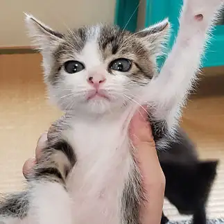 いくぞ！　１．２．３　ダァー！！！すぎるネコ　　コッシーさん