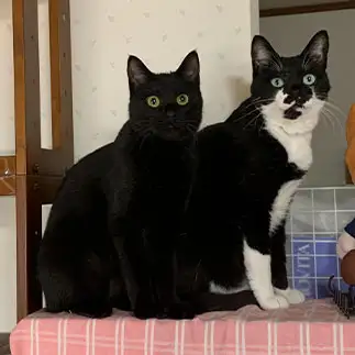 どれが自分の身体かわからなすぎるネコ　　ぼんままさん