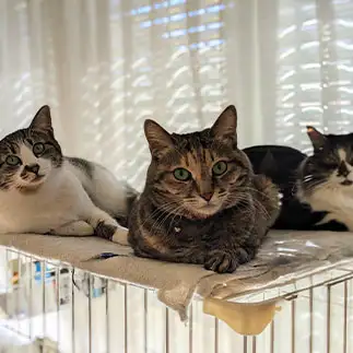 実写版キャッツ?アイすぎるネコ　　ひまわり屋ひまさん