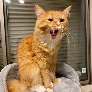 眠たすぎるネコ　　ももさん