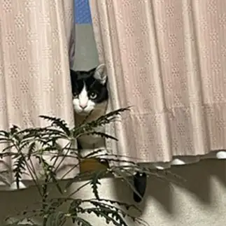 家政婦は見たすぎるネコ　　むっちゃんさん