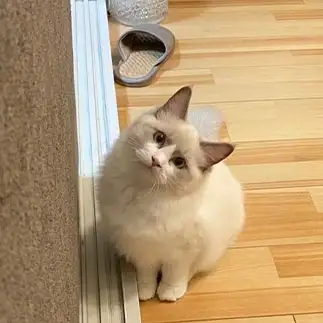 おばたのお兄さんすぎるネコ　　れんちんさん