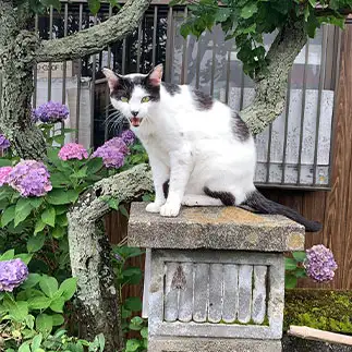 シーサーすぎるネコ　　どてまるさん